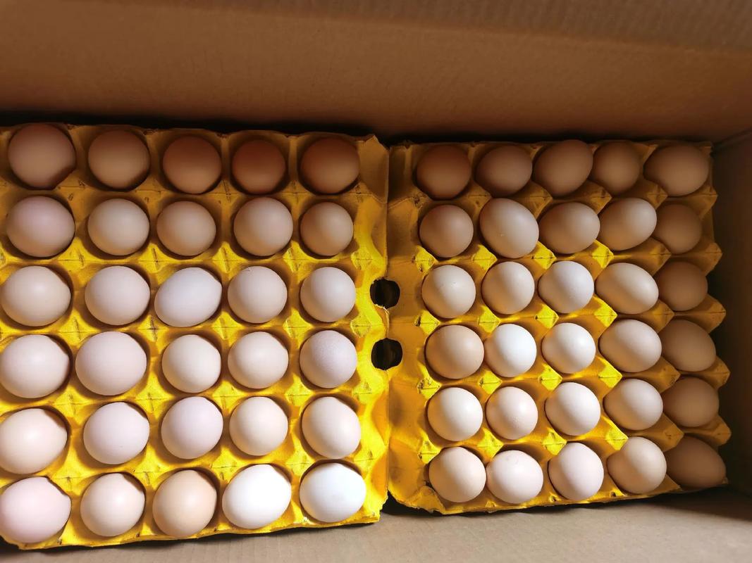 最纯的生蛋鸡有哪些品种-第3张图片-宁夏农业信息网