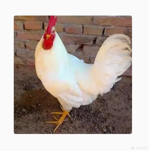 最纯的生蛋鸡有哪些品种-第2张图片-宁夏农业信息网