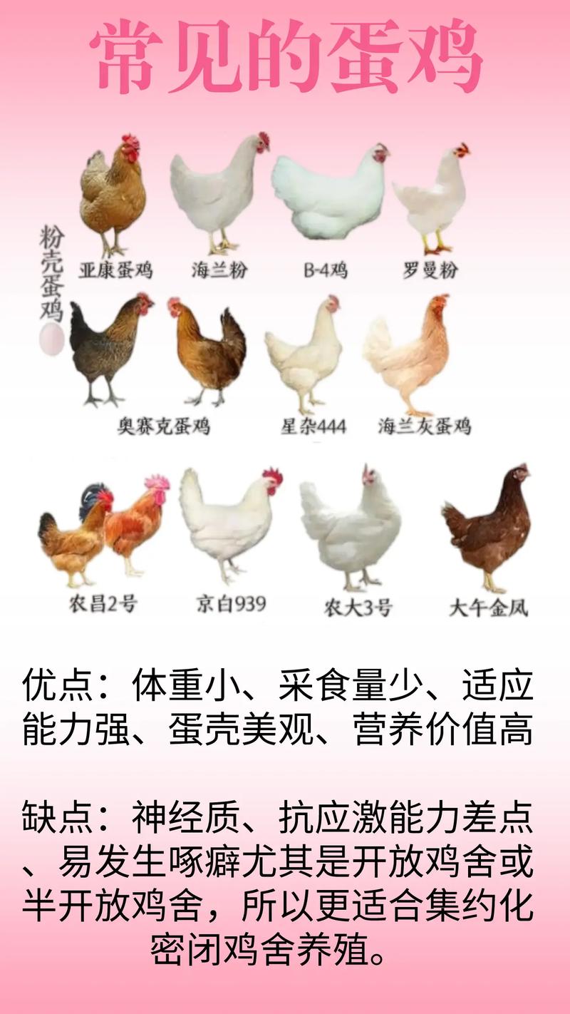 最纯的生蛋鸡有哪些品种-第1张图片-宁夏农业信息网