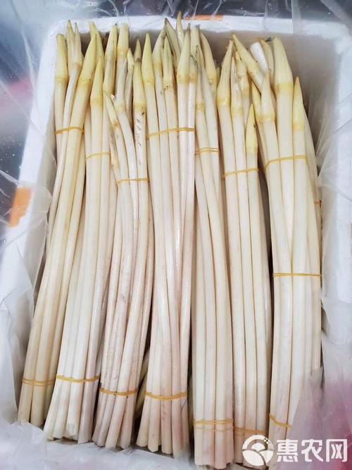 武汉农科院莲藕带新品种-第2张图片-宁夏农业信息网