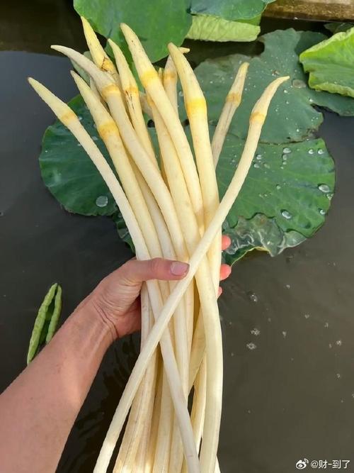 武汉农科院莲藕带新品种-第3张图片-宁夏农业信息网