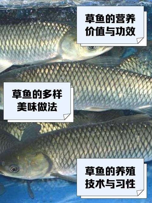 养草鱼关键技巧有哪些？-第2张图片-宁夏农业信息网