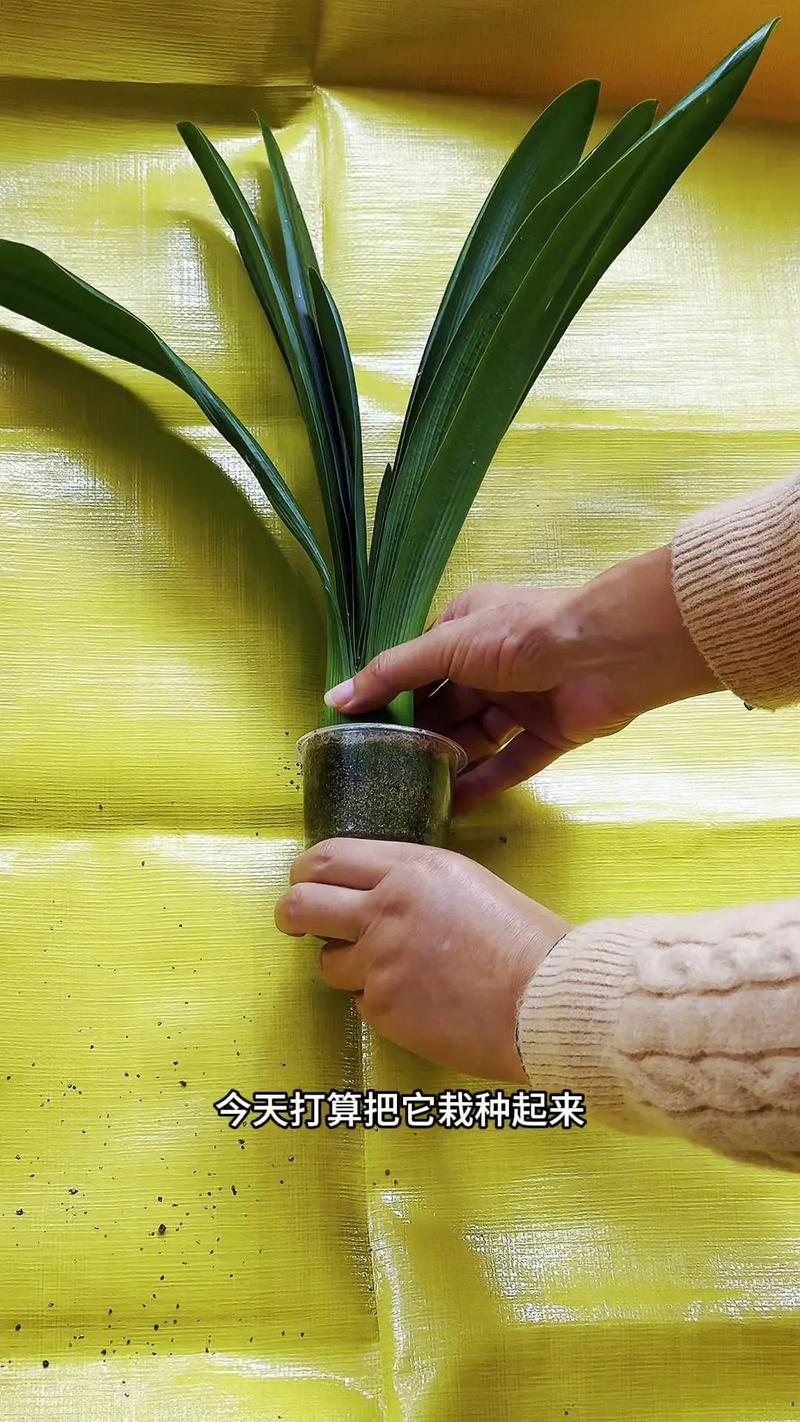 无根君子兰水培如何快速生根？-第1张图片-宁夏农业信息网