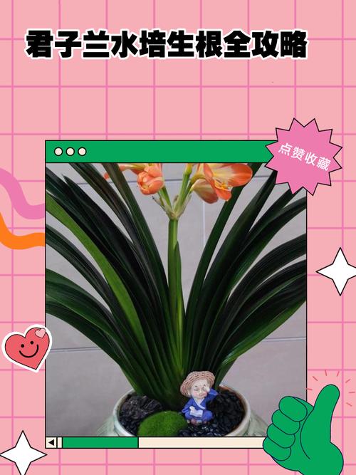 无根君子兰水培如何快速生根？-第2张图片-宁夏农业信息网