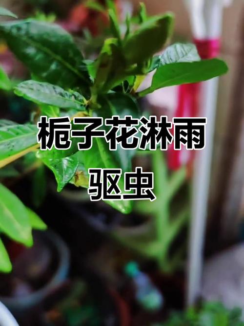 室内栀子花树杀虫，如何安全有效不伤花？-第1张图片-宁夏农业信息网