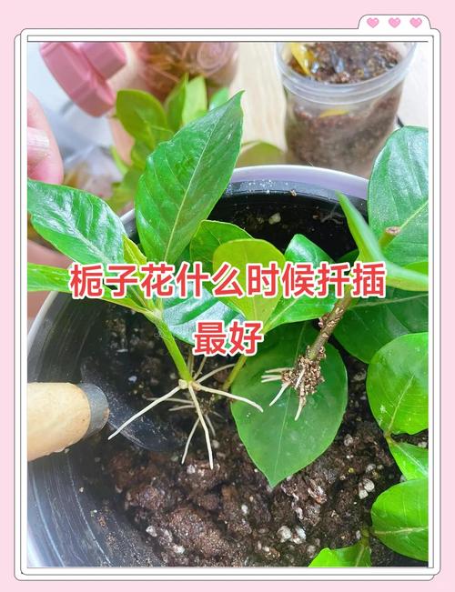 室内栀子花树杀虫，如何安全有效不伤花？-第3张图片-宁夏农业信息网