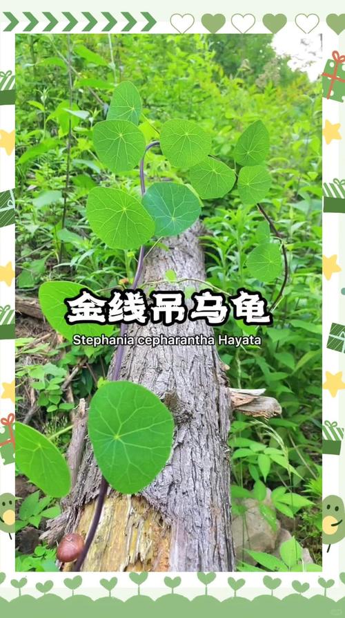 金线吊乌龟怎么养？视频里有哪些关键步骤？-第1张图片-宁夏农业信息网