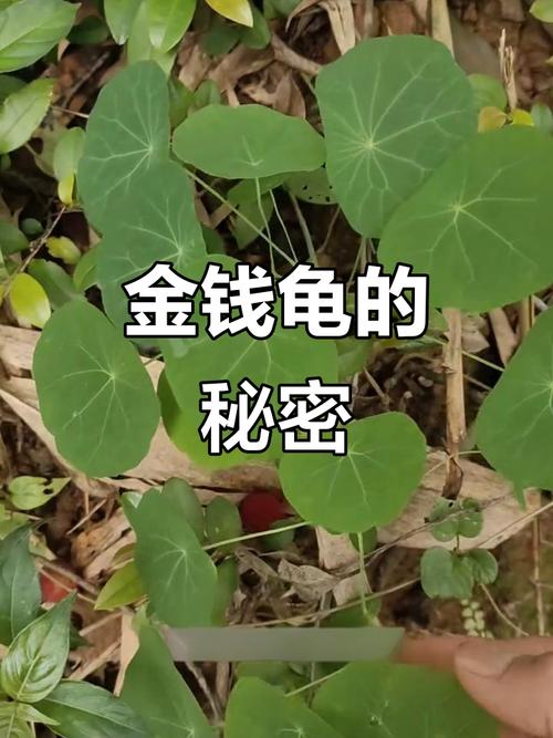 金线吊乌龟怎么养？视频里有哪些关键步骤？-第3张图片-宁夏农业信息网