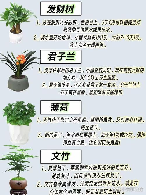 植物养护关键有哪些？注意事项别忽略！-第1张图片-宁夏农业信息网