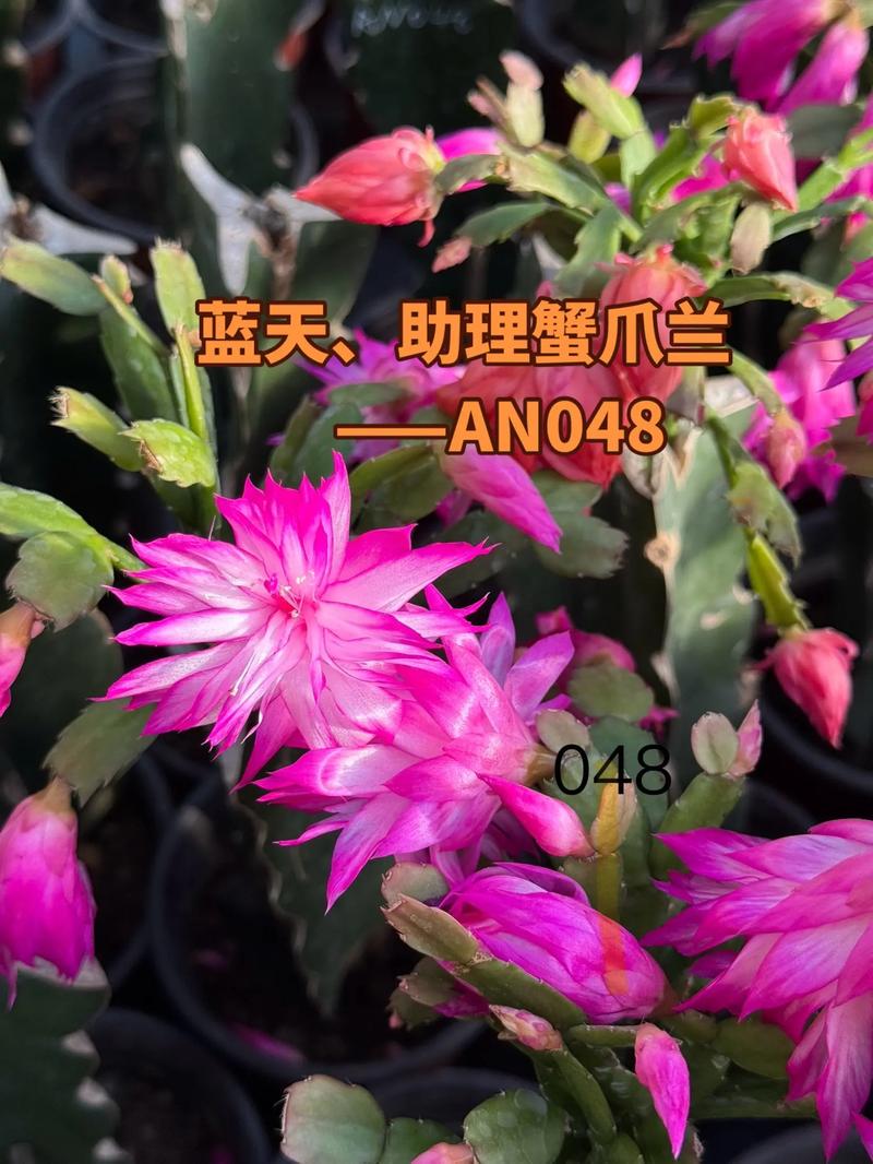 蟹爪兰新品种哪里能买到？-第2张图片-宁夏农业信息网