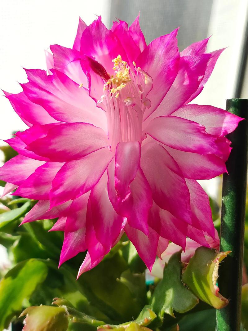 蟹爪兰新品种哪里能买到？-第3张图片-宁夏农业信息网