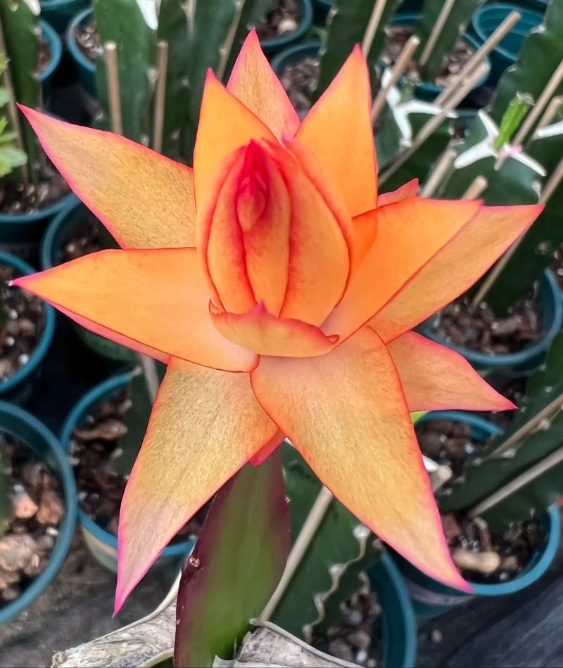 蟹爪兰新品种哪里能买到？-第1张图片-宁夏农业信息网