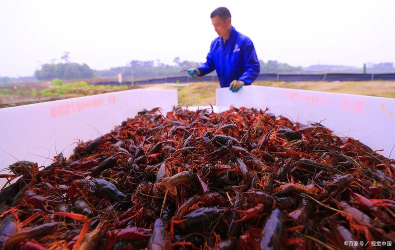 2025年湖南水产养殖将有哪些新趋势？-第1张图片-宁夏农业信息网