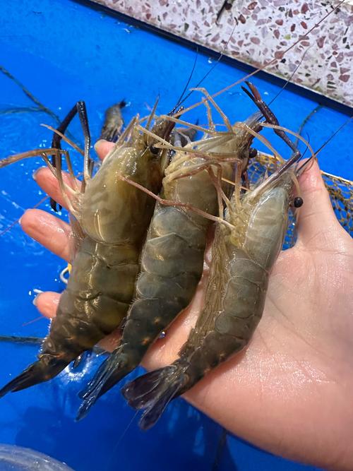 38元一只的虾是什么品种？-第3张图片-宁夏农业信息网