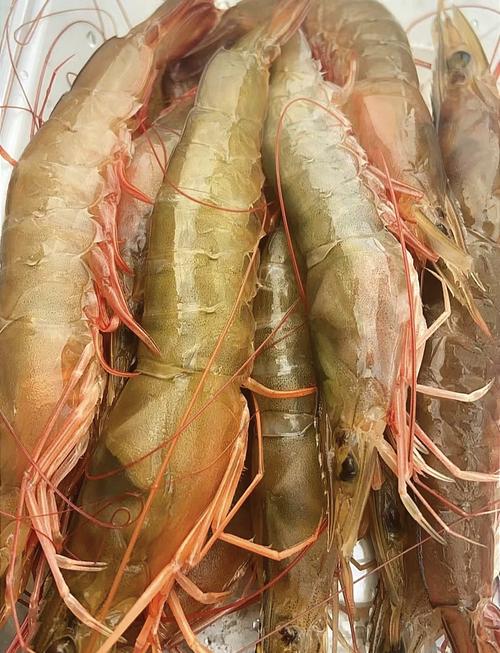 38元一只的虾是什么品种？-第1张图片-宁夏农业信息网