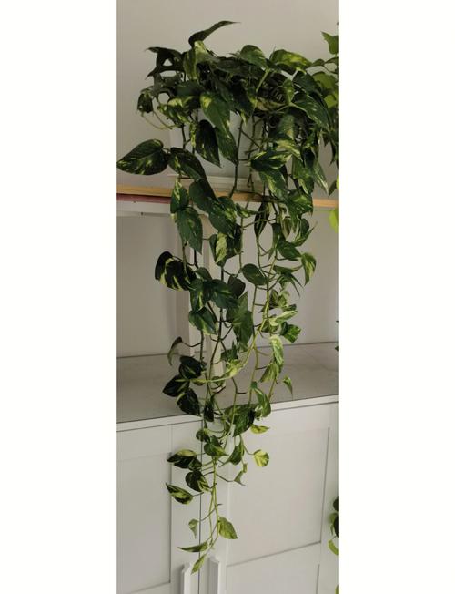 大叶绿萝有花叶品种吗？-第3张图片-宁夏农业信息网