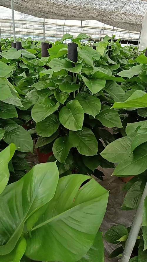 大叶绿萝有花叶品种吗？-第2张图片-宁夏农业信息网