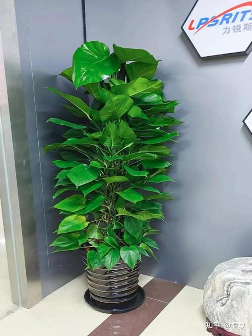 大叶绿萝有花叶品种吗？-第1张图片-宁夏农业信息网