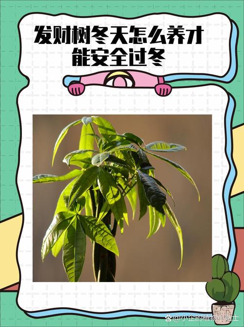 发财树冬季怎么养才不烂根？-第1张图片-宁夏农业信息网