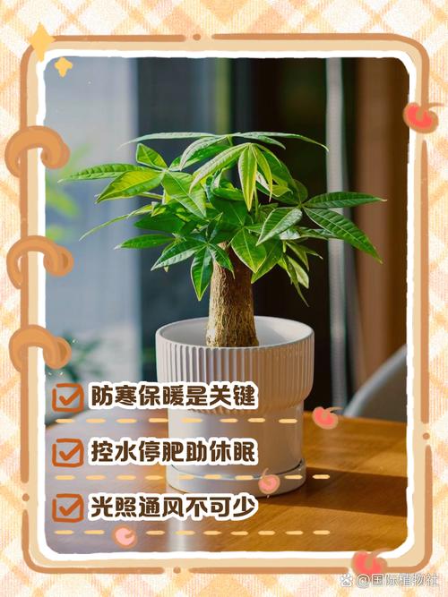 发财树冬季怎么养才不烂根？-第2张图片-宁夏农业信息网