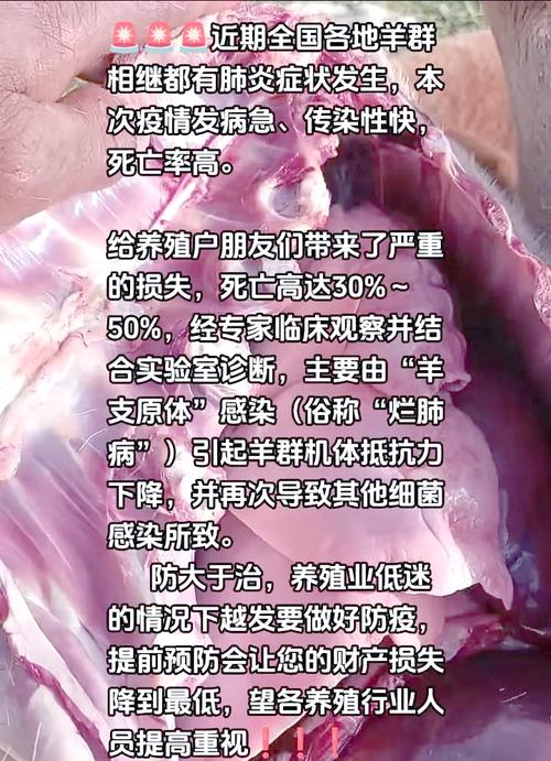 羔羊冬季常见病如何有效治疗？-第2张图片-宁夏农业信息网