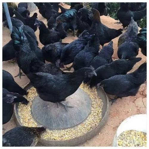 绿壳乌鸡下蛋量多吗？-第2张图片-宁夏农业信息网