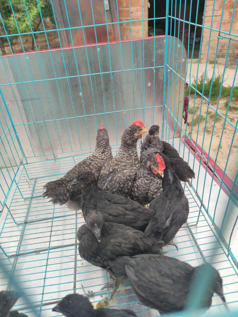 绿壳乌鸡下蛋量多吗？-第1张图片-宁夏农业信息网