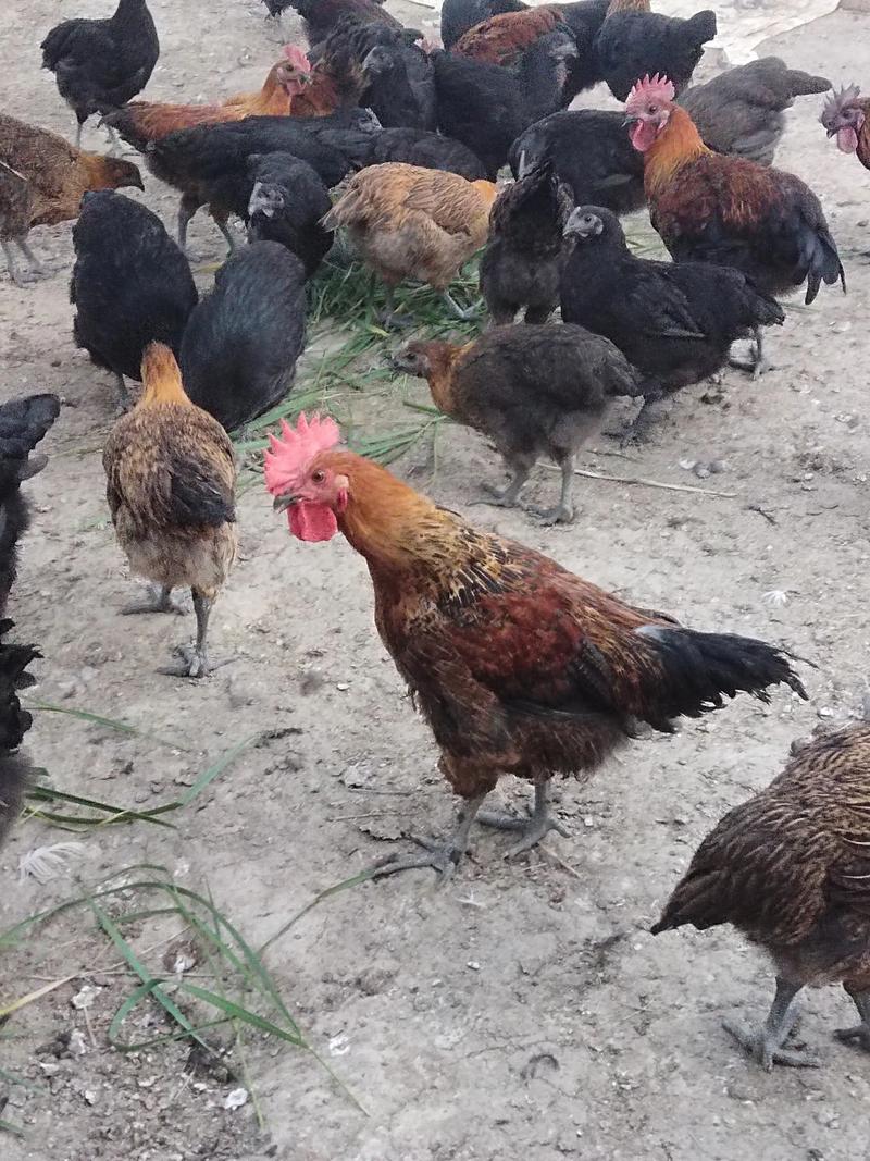 绿壳乌鸡下蛋量多吗？-第3张图片-宁夏农业信息网