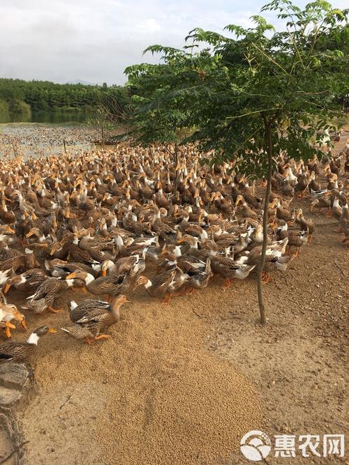 产蛋量高的鸭是什么品种-第2张图片-宁夏农业信息网