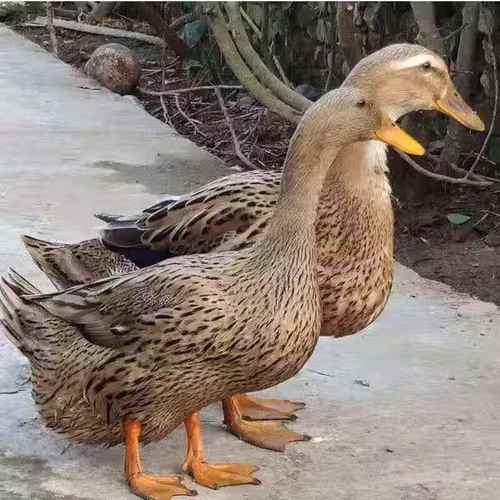 产蛋量高的鸭是什么品种-第1张图片-宁夏农业信息网