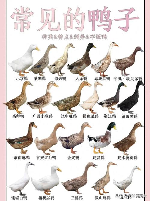 产蛋量高的鸭是什么品种-第3张图片-宁夏农业信息网