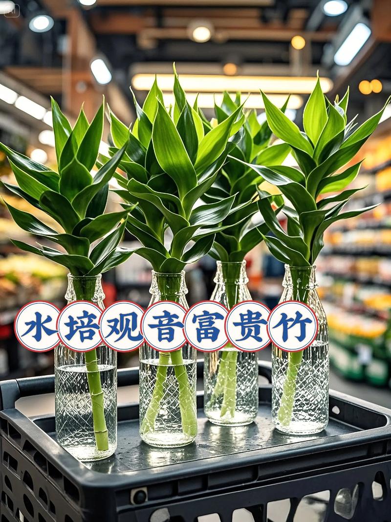 客厅养富贵竹哪个品种好-第1张图片-宁夏农业信息网