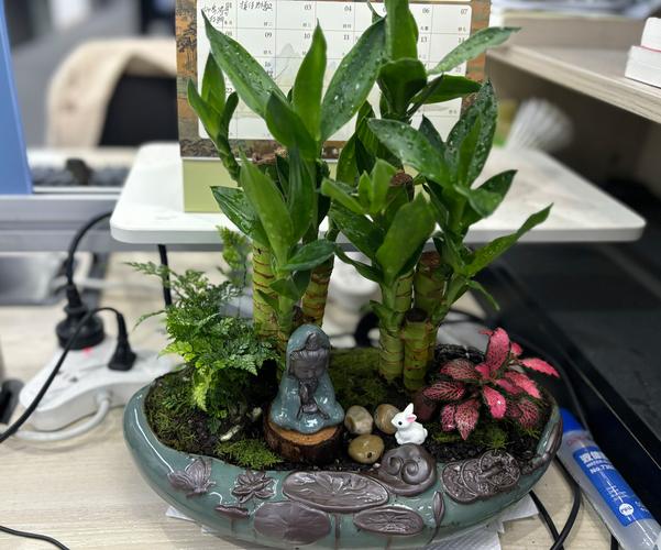 客厅养富贵竹哪个品种好-第3张图片-宁夏农业信息网