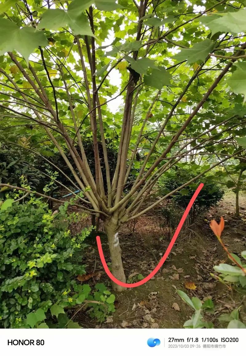 芙蓉树的养殖方法和条件-第2张图片-宁夏农业信息网