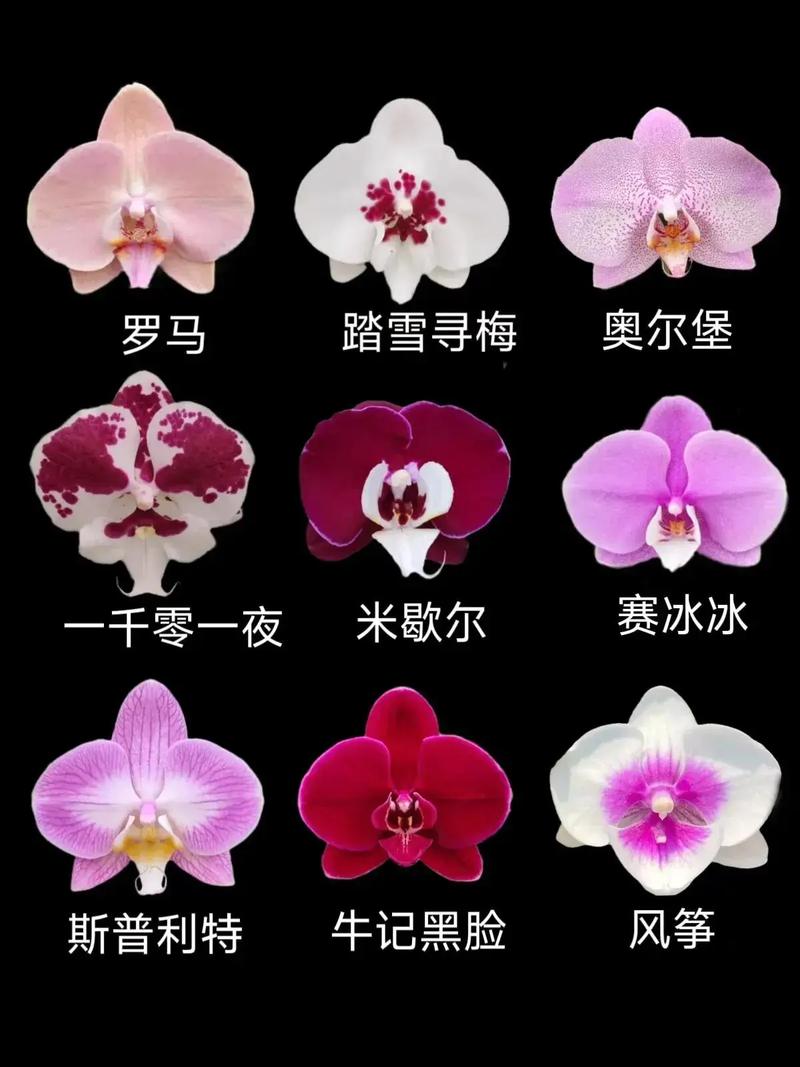 哪个品种的蝴蝶兰开花多-第2张图片-宁夏农业信息网 哪个品种的蝴蝶兰开花多-第2张图片-宁夏农业信息网