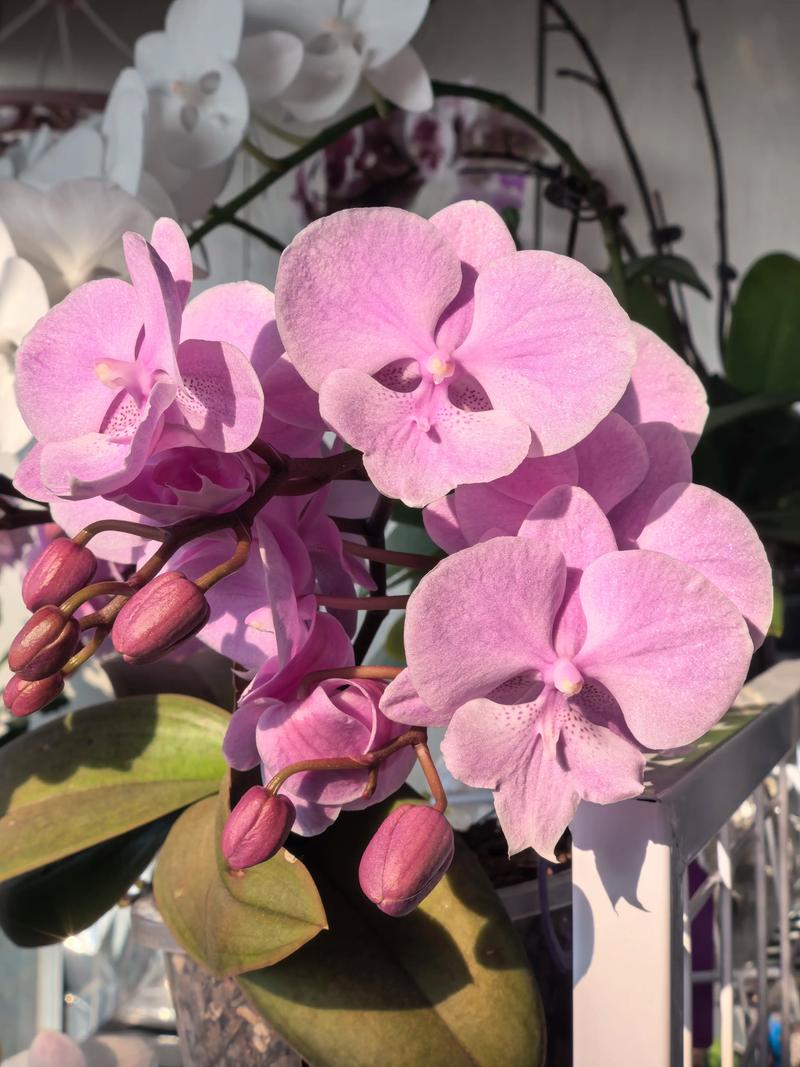 哪个品种的蝴蝶兰开花多-第1张图片-宁夏农业信息网 哪个品种的蝴蝶兰开花多-第1张图片-宁夏农业信息网