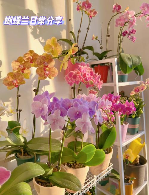 哪个品种的蝴蝶兰开花多-第3张图片-宁夏农业信息网 哪个品种的蝴蝶兰开花多-第3张图片-宁夏农业信息网