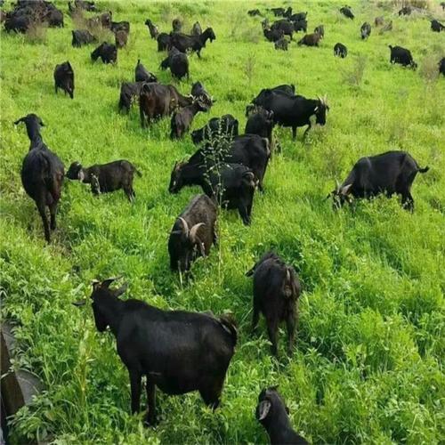 湖南最好的黑山羊品种是哪个？-第2张图片-宁夏农业信息网