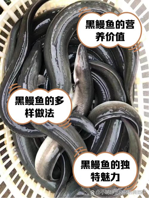 恒大水产鳗鱼价格为何波动？-第3张图片-宁夏农业信息网