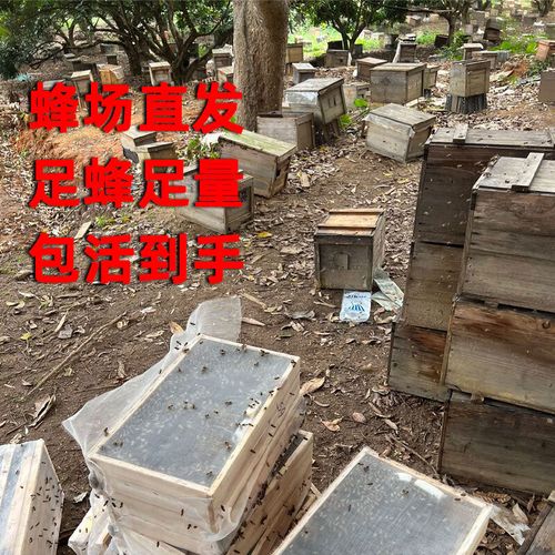 中蜂共产合群最佳方法是什么？-第1张图片-宁夏农业信息网