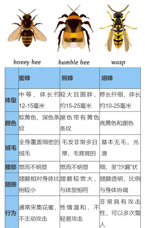 中蜂共产合群最佳方法是什么？-第3张图片-宁夏农业信息网
