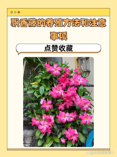 飘香藤何时种？怎么种才开花多？-第2张图片-宁夏农业信息网