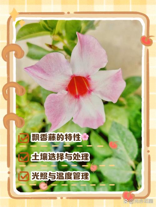 飘香藤何时种？怎么种才开花多？-第1张图片-宁夏农业信息网