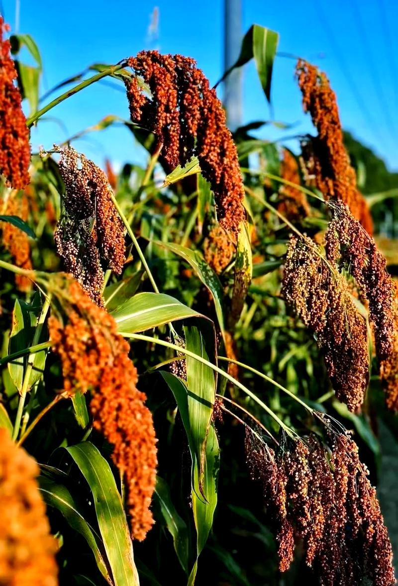 带红粮食是哪些品种？-第1张图片-宁夏农业信息网