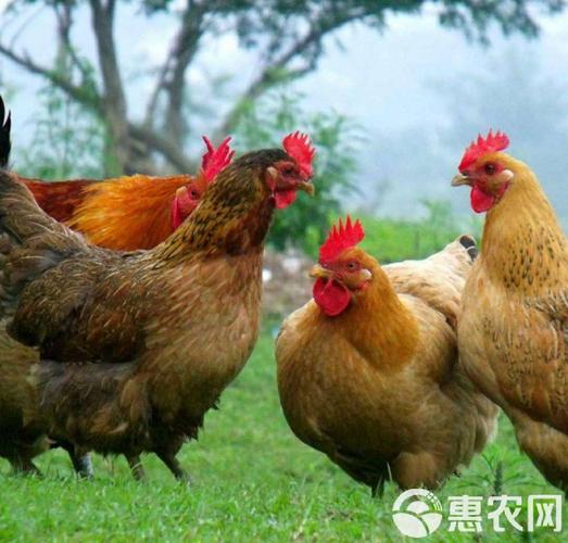 虫子鸡养殖方法哪里学？-第1张图片-宁夏农业信息网