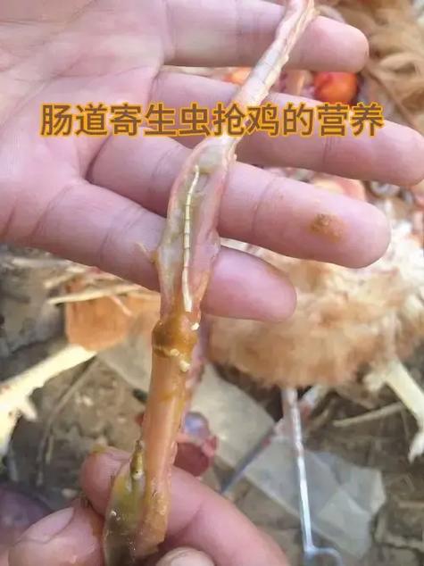 虫子鸡养殖方法哪里学？-第2张图片-宁夏农业信息网