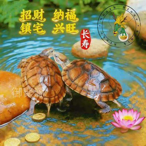 越南石金钱龟是龟类什么品种？-第3张图片-宁夏农业信息网