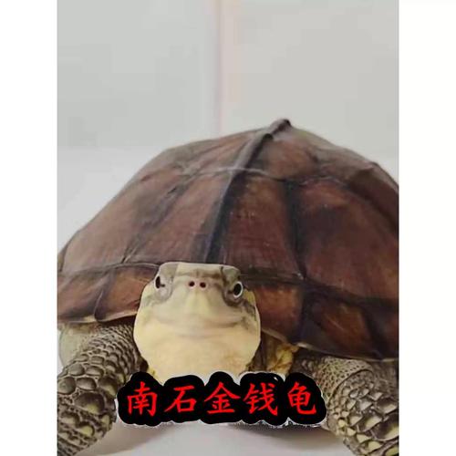 越南石金钱龟是龟类什么品种？-第1张图片-宁夏农业信息网