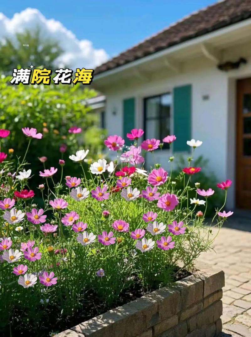 格桑花种子室外种植怎么种？-第1张图片-宁夏农业信息网