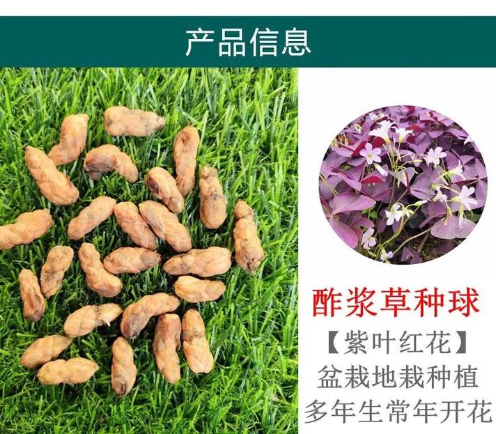 格桑花种子室外种植怎么种？-第3张图片-宁夏农业信息网